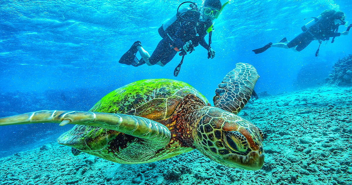 Scuba divers in tourism job diving with sea turtles