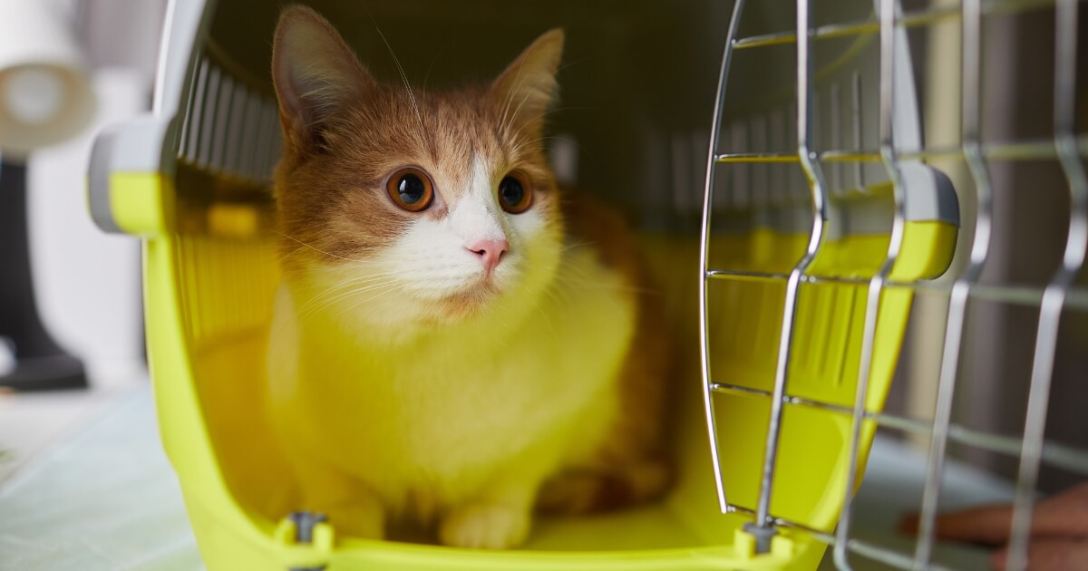 A cat in a crate during an interstate move