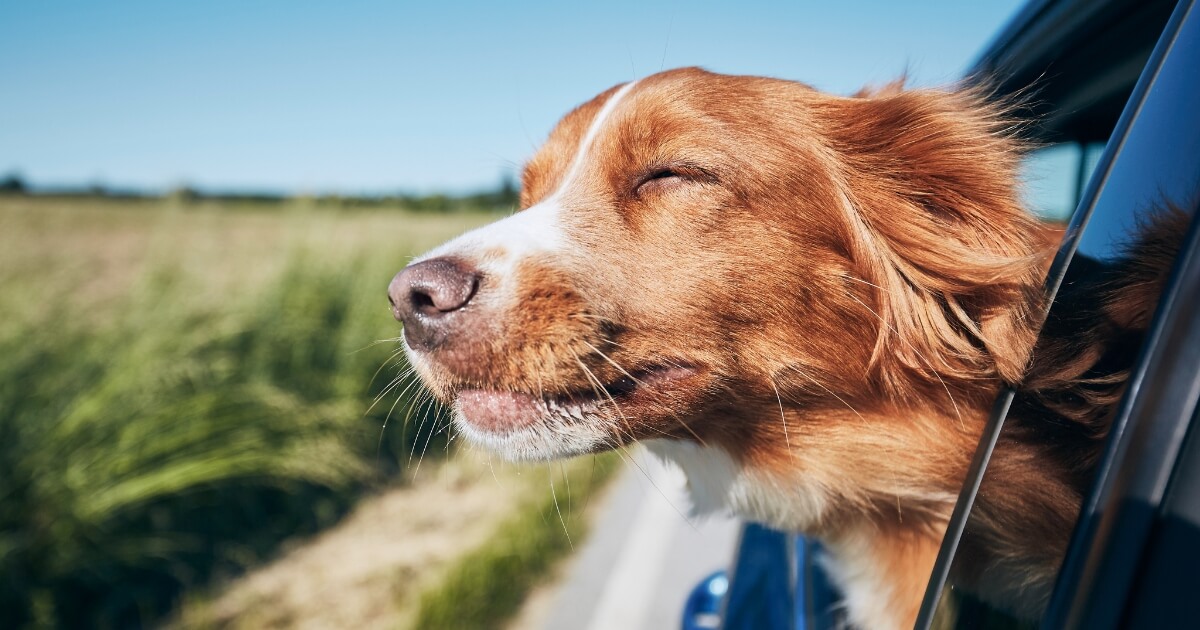 Dog with its head out the window on a road trip