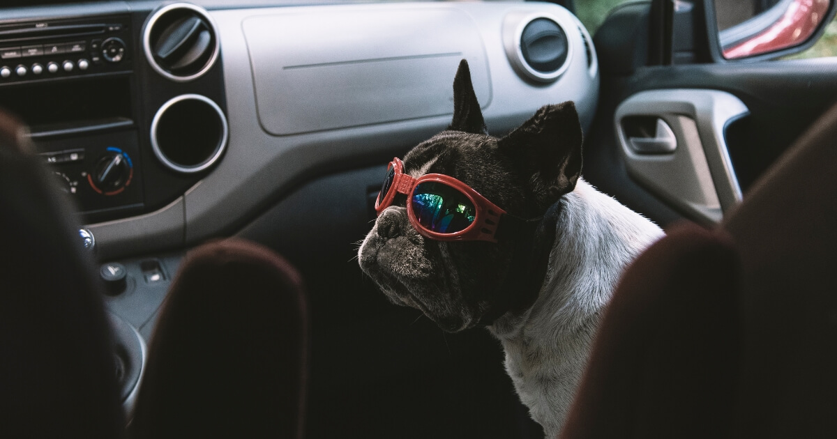 Dog travelling in a car with sunglasses on