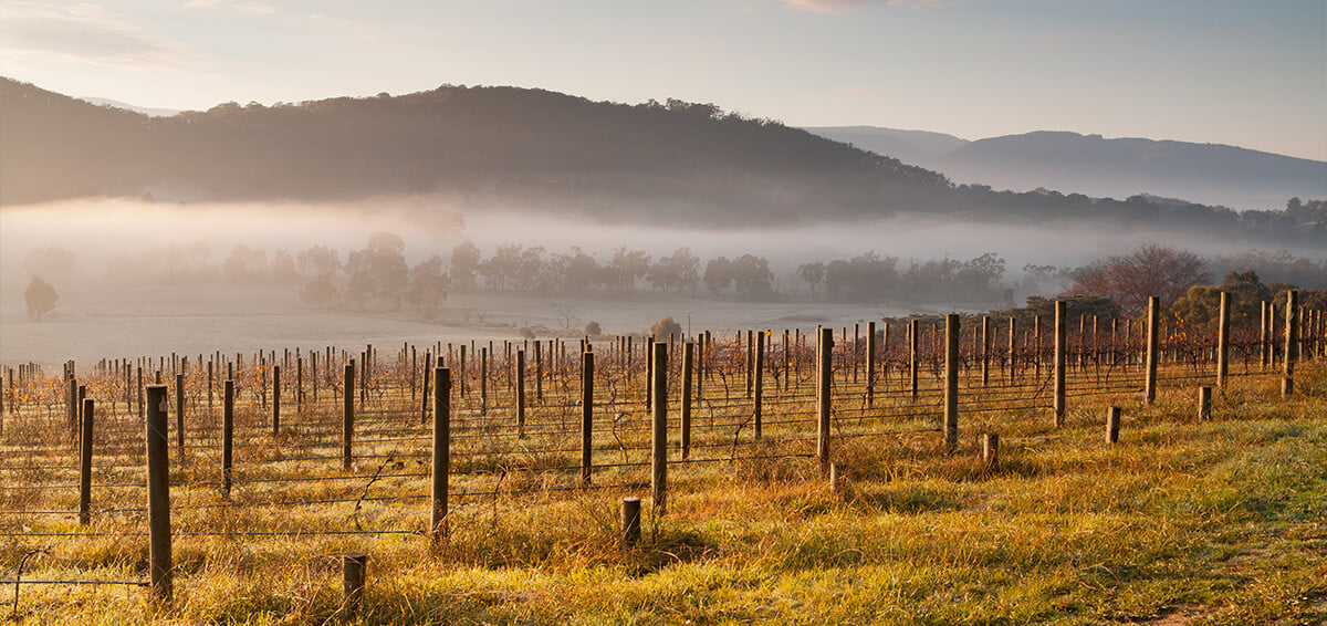 Melbourne winery with low lying fog