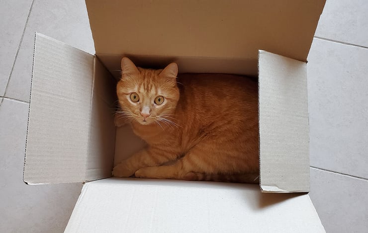 Funny cat sitting in moving box while waiting for Brisbane interstate removalists