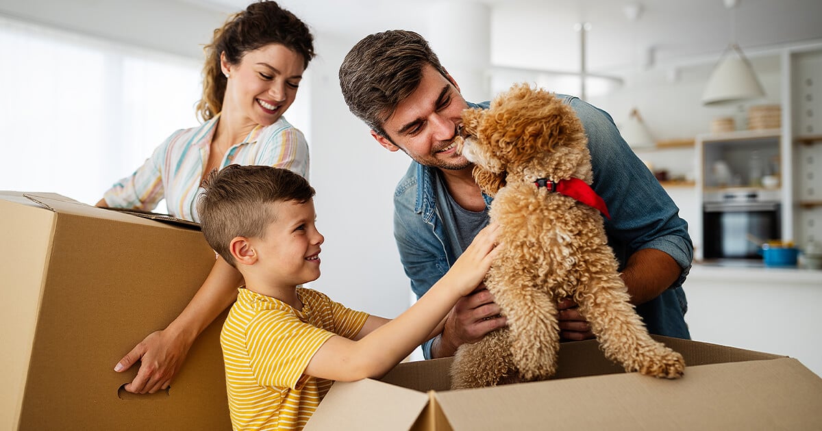 Family pack up house and play with cuddly dog in moving box