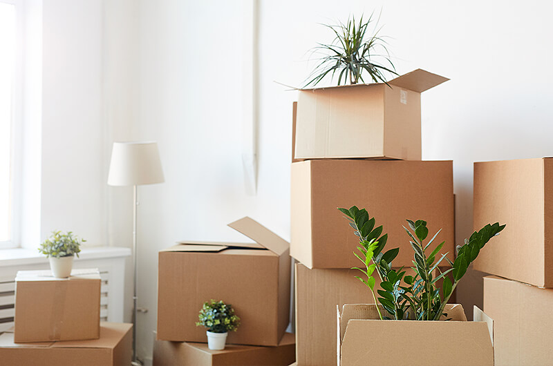 Indoor plants in boxes ready to be moved