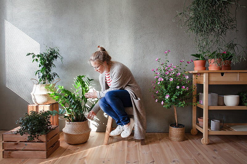 Young woman gives her indoor plants a drink in well lit living room