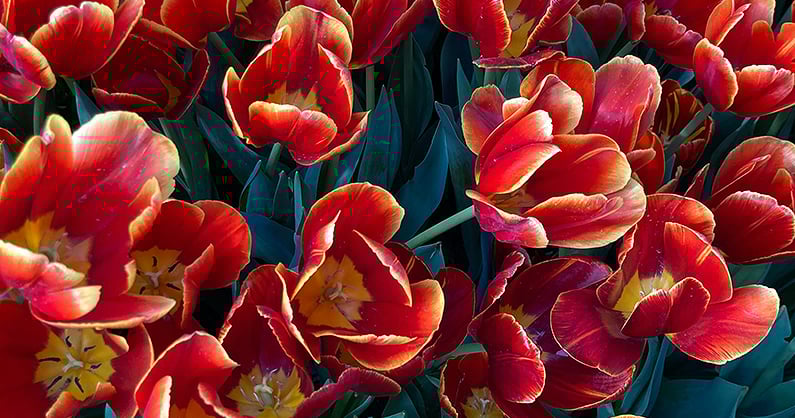 red-flowers-toowoomba