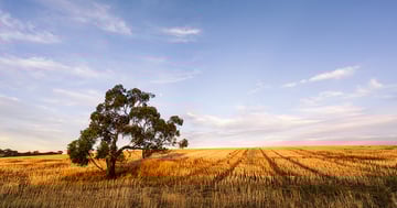 Regional victoria field sky and tree