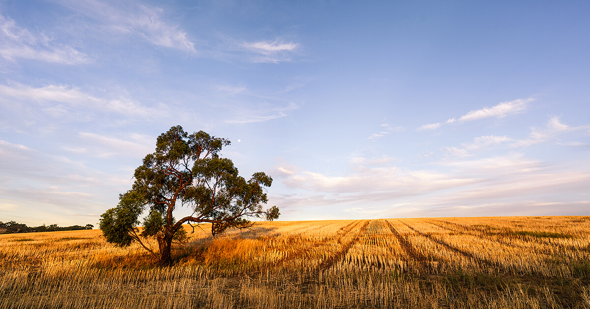 Regional victoria field sky and tree