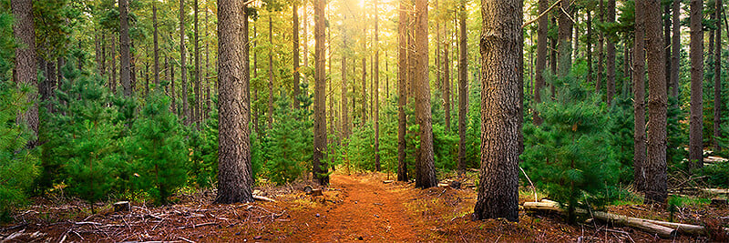Photo of trees in the Adelaide Hills in late afternoon