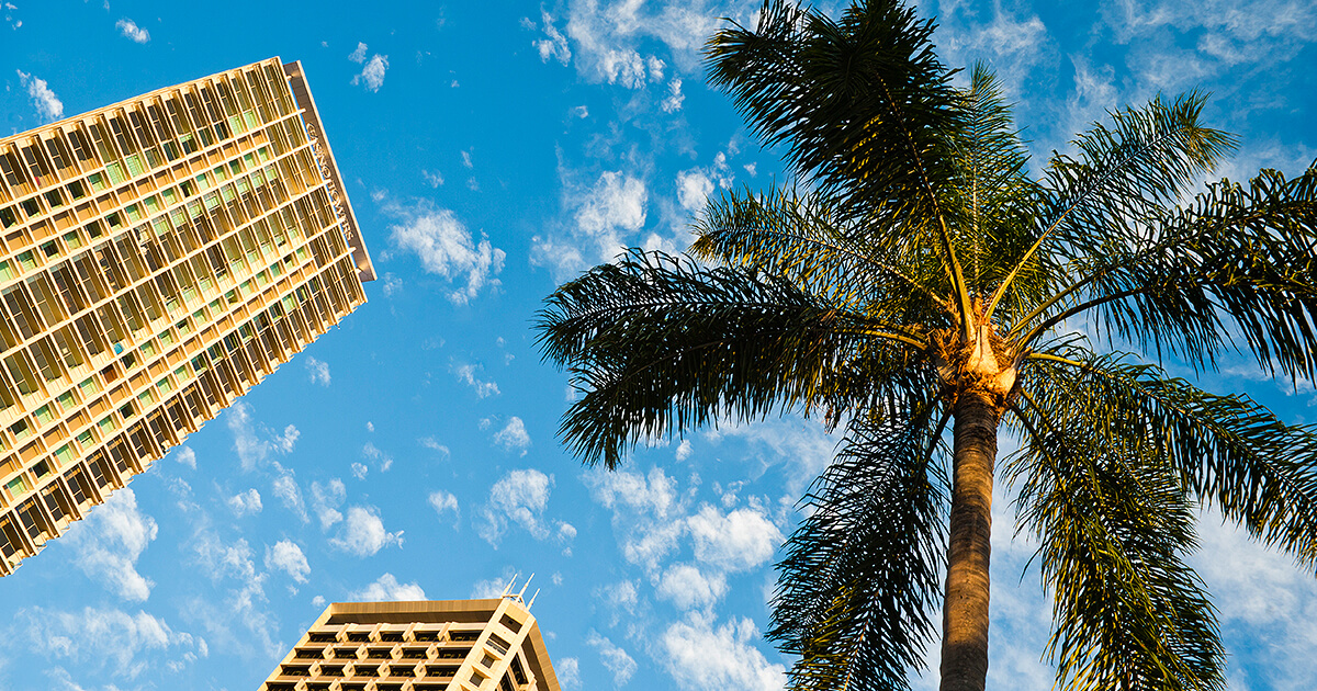 Palm trees in Brisbane city
