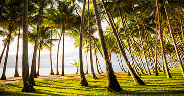 Palm trees at Palm Cove