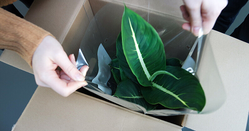 Moving with houseplants and a box