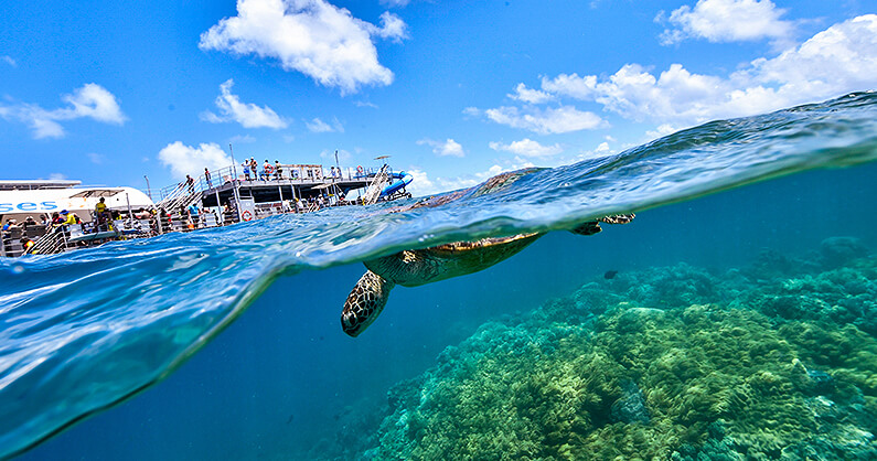 Snorkeling with a turtle at great barrier reef