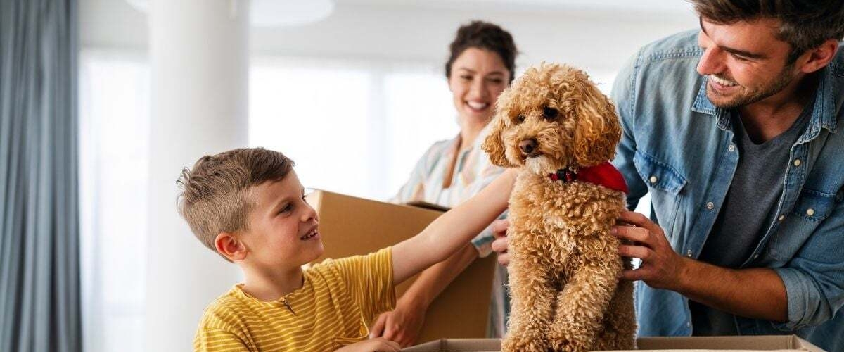 Interstate pet transport tips to keep your furry friend happy banner image
