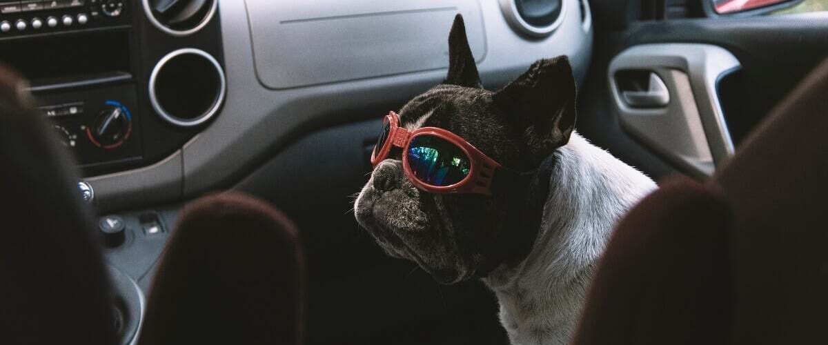 From woof to meow: how to keep pets comfortable when moving interstate banner image