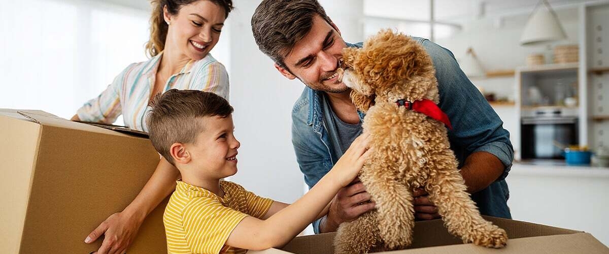 Options for moving services Brisbane, from your furry friends to house banner image