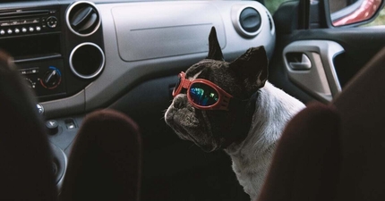 Thumbnail: From woof to meow: how to keep pets comfortable when moving interstate