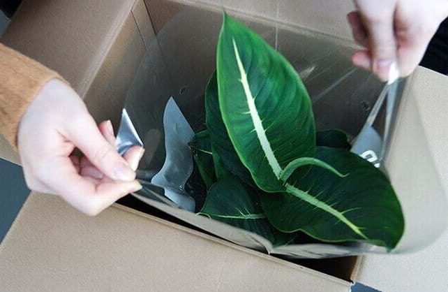 Moving with houseplants: Ensuring your plants thrive & survive the move banner image