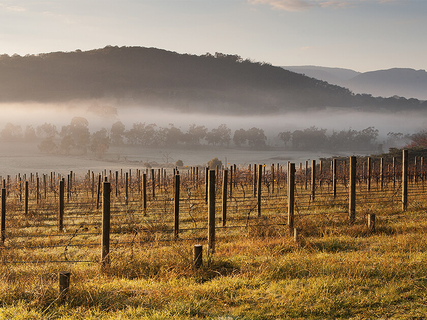 Melbourne vineyard