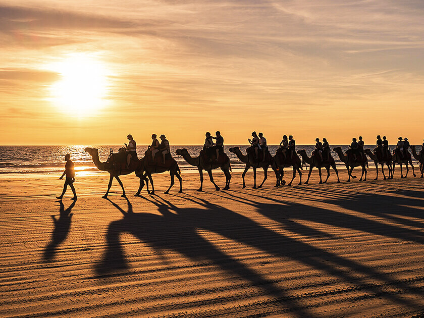 Perth camels